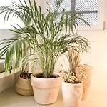 Casasuul 阿尔沃尔